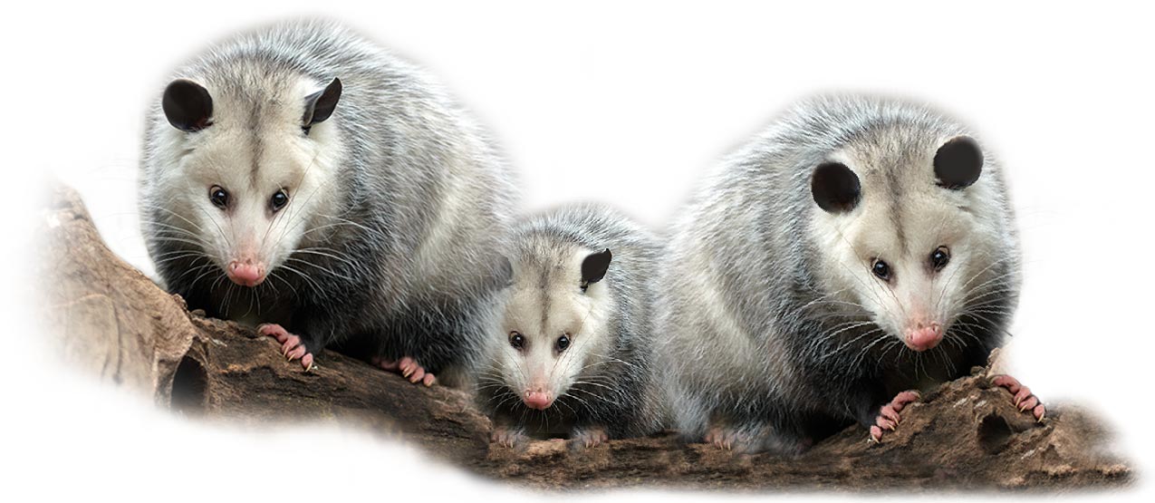 3 opossums on limb
