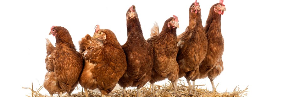 6 chickens standing on a bale of hay