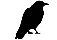 bird icon