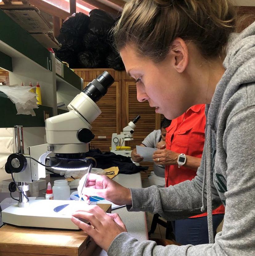 examination of mosquito species under microscope