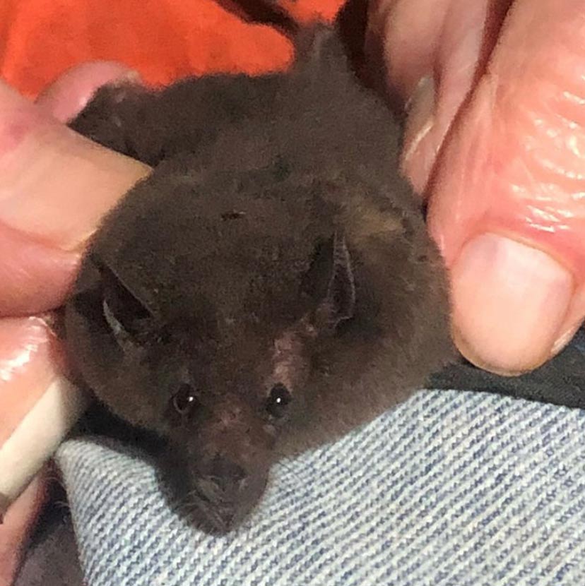 live bat species survey