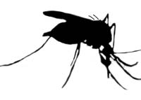 mosquito icon