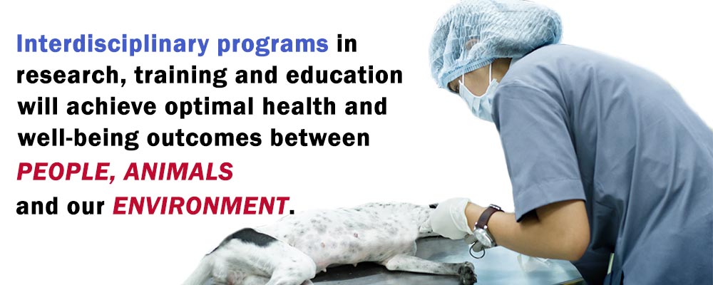 veterinarian operating on stray dog