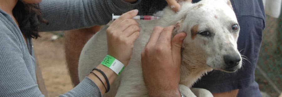veterinary students giving a stray dog a vaccine